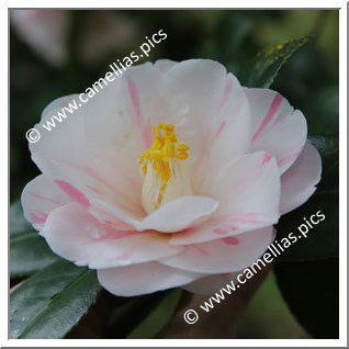 Camellia Japonica 'Goshiki-chiritsubaki'
