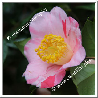 Camellia Japonica 'Gosho-nishiki'