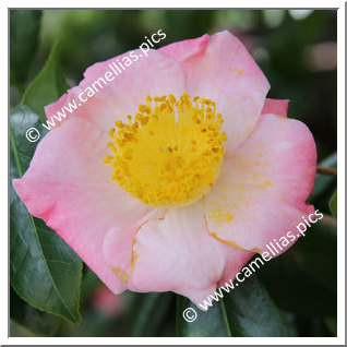 Camellia Higo Camellias 'Goshozakura'