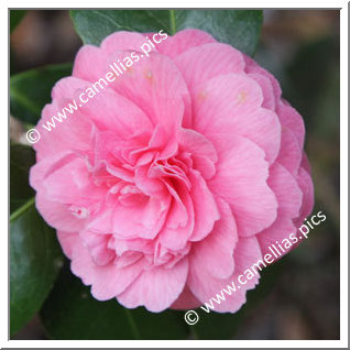 Camellia Japonica 'Marguerite Gouillon Rose'