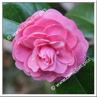 Camellia Japonica 'Marguerite Gouillon Rose'