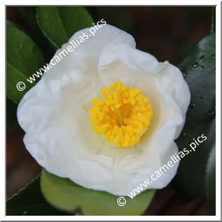 Camellia Japonica 'Gozen-no-yuki'