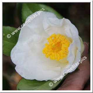 Camellia Japonica 'Gozen-no-yuki'