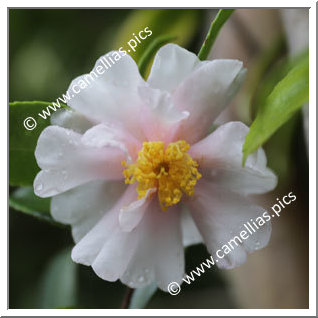 Camellia Hybride 'Principessa Grace'