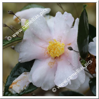 Camellia Hybride 'Principessa Grace'