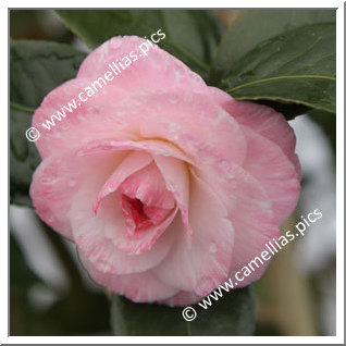 Camellia Japonica 'Grace Albritton'