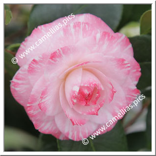 Camellia Japonica 'Grace Albritton'