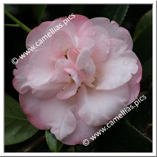Camellia Japonica 'Grace Bunton'