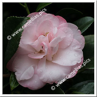 Camellia Japonica 'Grace Bunton'