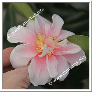 Camellia Sasanqua 'Grady's Egao'