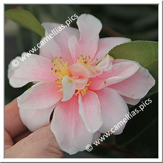 Camellia Sasanqua 'Grady's Egao'