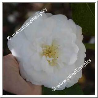 Camellia Japonica 'Grand Finale'