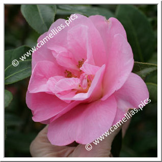 Camellia Hybride C.reticulata 'Grand Jury'