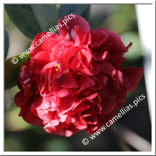Camellia Japonica 'Grand Marshal'