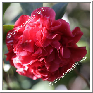 Camellia Japonica 'Grand Marshal'