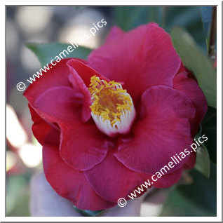 Camellia Japonica 'Grand Prix'