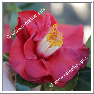 Camellia Japonica 'Grand Prix'