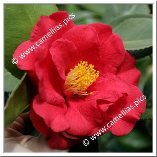 Camellia Japonica 'Grand Slam'