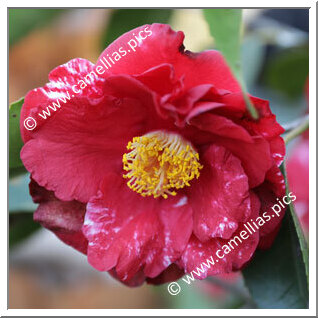 Camellia Japonica 'Grand Slam Variegated'