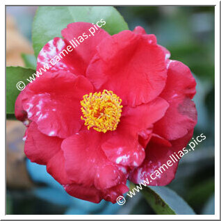 Camellia Japonica 'Grand Slam Variegated'