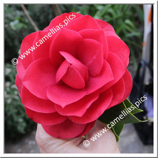 Camellia Japonica 'Grand Sultan'