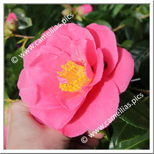 Camellia Japonica 'Grandeur'