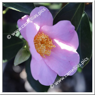 Camellia Botanique 'C. grandiflora'
