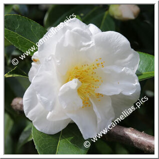 Camellia Japonica 'Grandiflora Superba'