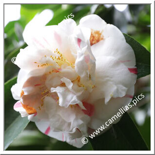 Camellia Japonica 'Granduchessa d'Etruria'