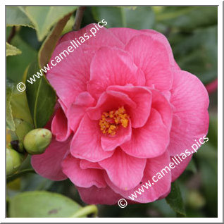 Camellia Japonica 'Granite Dells'