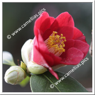 Camellia Japonica 'Grape Soda'