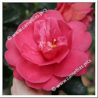 Camellia Japonica 'Great Eastern'