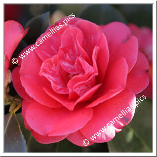 Camellia Japonica 'Great Eastern'