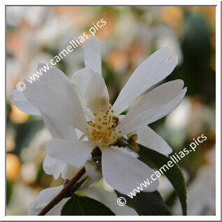 Camellia Botanique C. grijsii