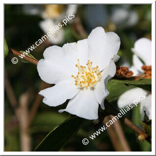 Camellia Botanique 'C. grijsii'