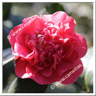 Camellia Japonica 'Groppo di Salomone'