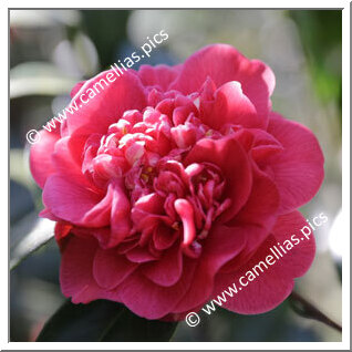 Camellia Japonica 'Groppo di Salomone'