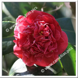 Camellia Japonica 'Groppo di Salomone'