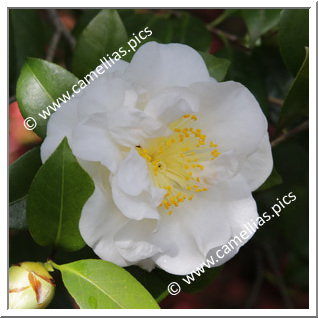 Camellia Japonica 'Grunellii '