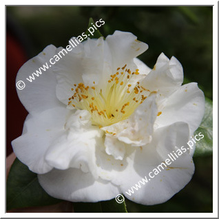 Camellia Japonica 'Grunellii '