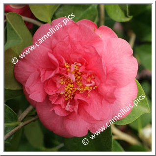 Camellia Japonica 'Guest of Honor'