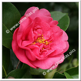 Camellia Japonica 'Guest of Honor'