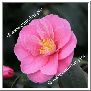 Camellia Japonica 'Guichard Soeurs'