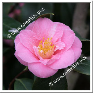 Camellia Japonica 'Guichard Soeurs'