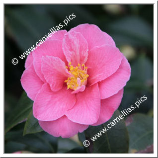 Camellia Japonica 'Guichard Soeurs'