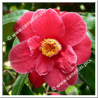 Camellia Japonica 'Guilio Nuccio'