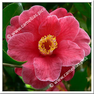 Camellia Japonica 'Guilio Nuccio'