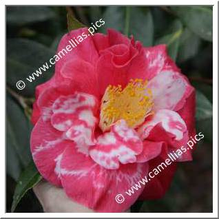 Camellia Japonica 'Guilio Nuccio Variegated'