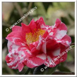 Camellia Japonica 'Guilio Nuccio Variegated'