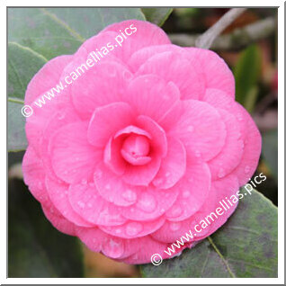 Camellia Japonica 'Guthriana'